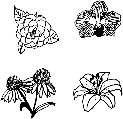 botanical-line-art-flowers-leaf-4906378