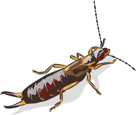 european-earwig-insect-animal-5796565