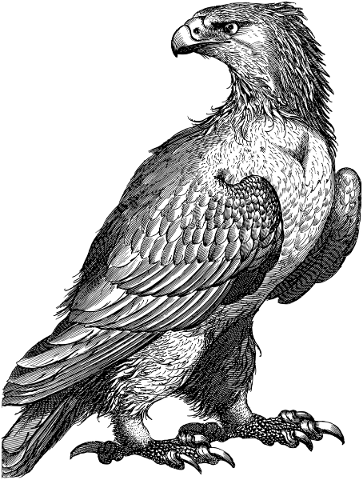 eagle-bird-line-art-animal-wings-4801249