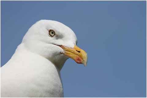 herring-gull-seagull-seevogel-4587524