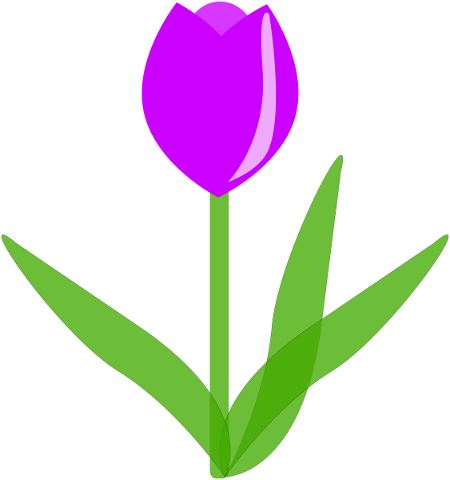 tulip-flower-purple-spring-garden-5164983
