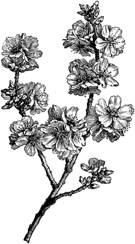 flower-floral-line-art-decorative-5208112