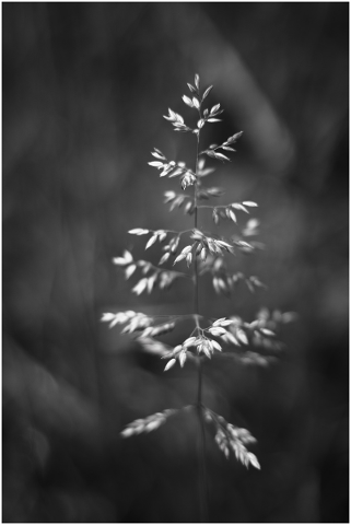 grain-harvest-sw-background-macro-5178847