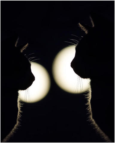 cats-silhouettes-black-light-4945658