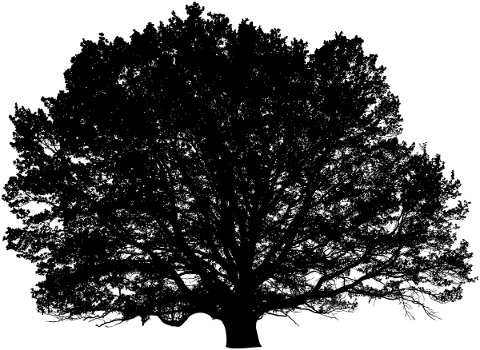 tree-landscape-silhouette-plant-5207965
