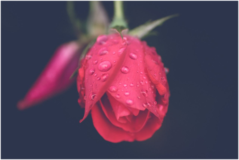 rose-flower-love-bloom-nature-5043175