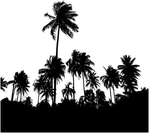 palm-trees-forest-silhouette-5767959