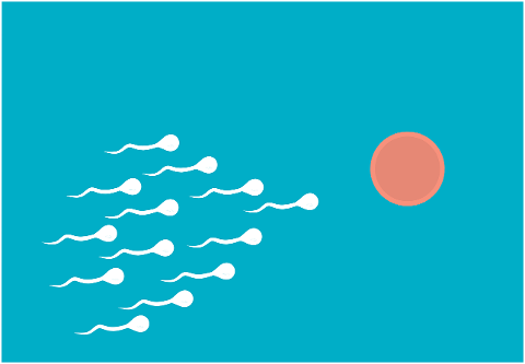 fertilization-sperm-medical-6918867