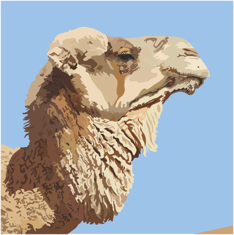 camel-safari-desert-animal-portrait-10429975