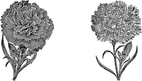 carnation-flower-line-art-sketch-7297598