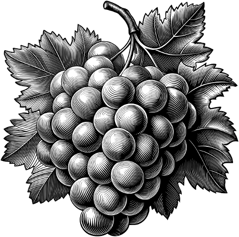 grapes-fruit-plant-food-nature-9556852