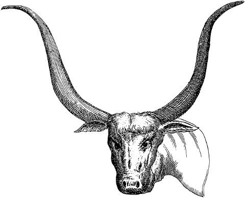 bull-animal-line-art-head-horns-7384690