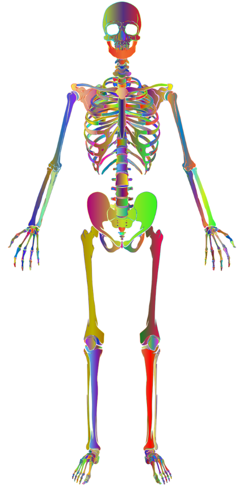 skeleton-bones-skeletal-6522593