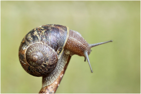 snail-shell-wirbellos-probe-spiral-6290772