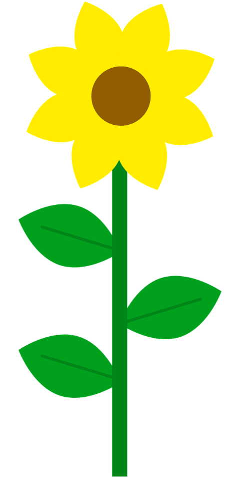 sunflower-yellow-flower-plant-9129774