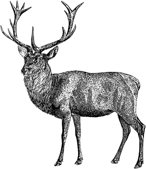stag-deer-antlers-animal-line-art-7136933