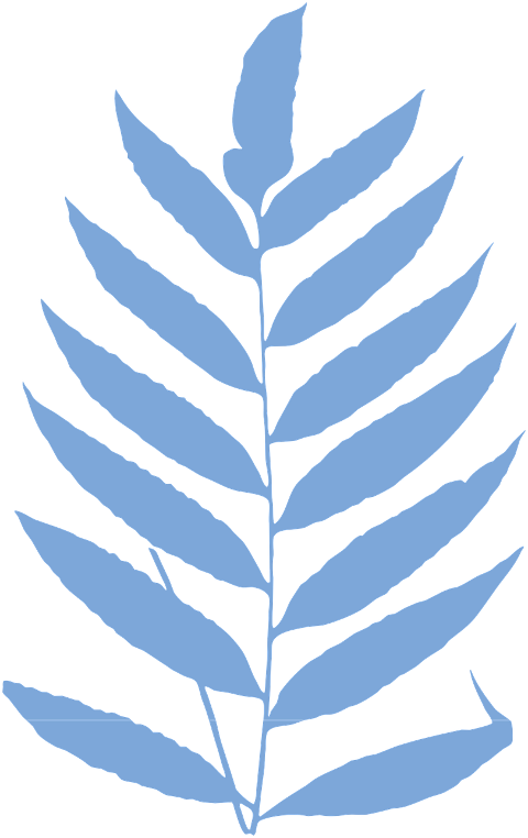 fern-plant-foliage-flora-cutout-6609085