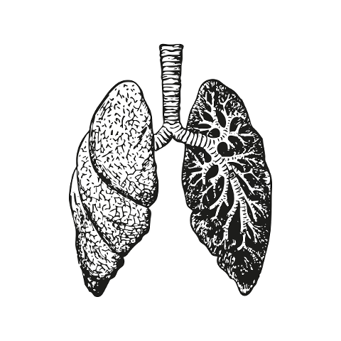 lungs-anatomy-body-smoking-biology-7578680