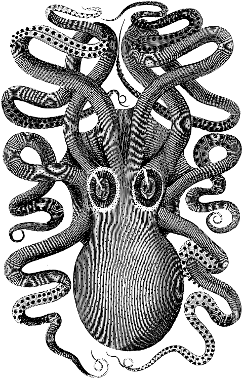 octopus-animal-line-art-cephalopod-7148310