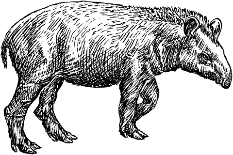 tapir-animal-line-art-vintage-8043695