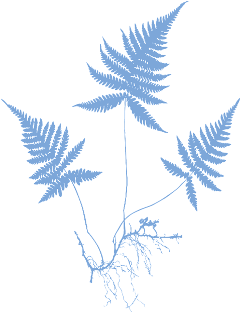 ferns-plants-foliage-flora-cutout-6609093