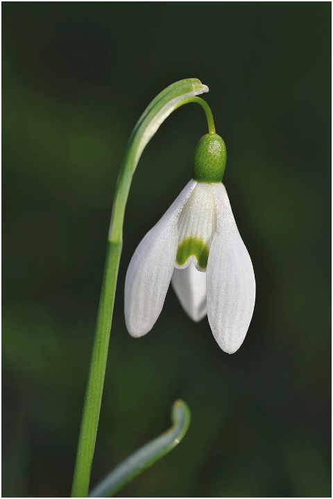 flower-snowdrop-snow-bell-6056697