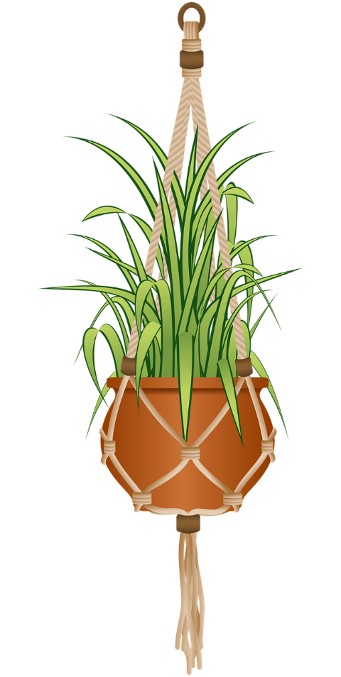 plant-spider-plant-potted-plant-8686996