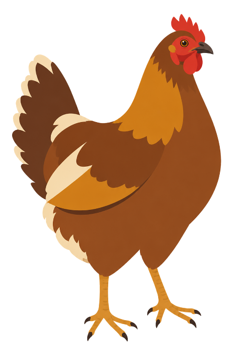 chicken-domestic-chicken-10465912