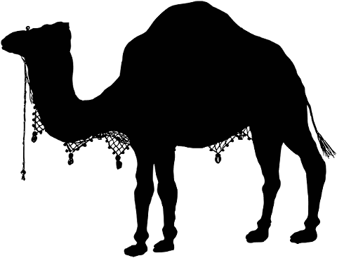 camel-animal-silhouette-desert-8000715