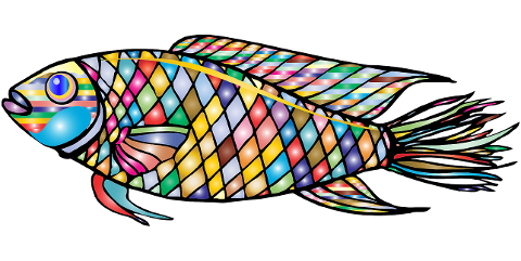 fish-animal-colorful-scales-6127484