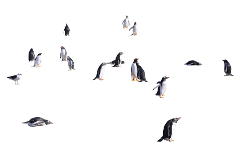 penguins-animals-birds-waddle-6028375