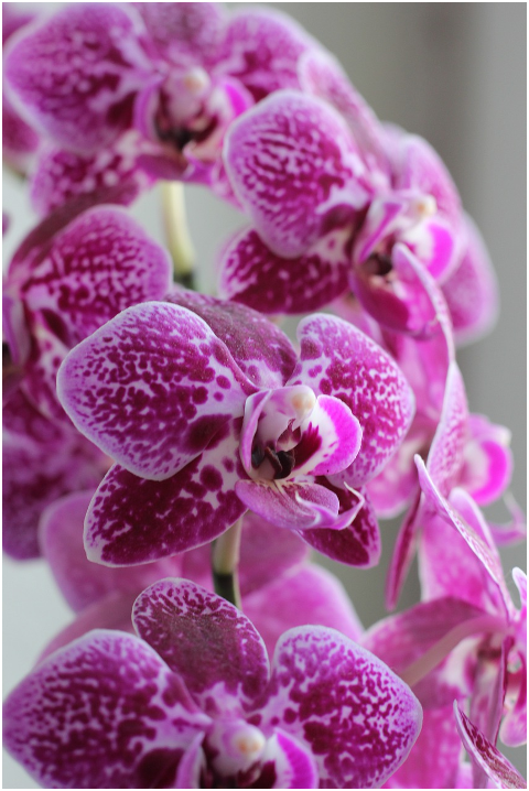 orchids-flowers-plant-pink-flowers-6054301