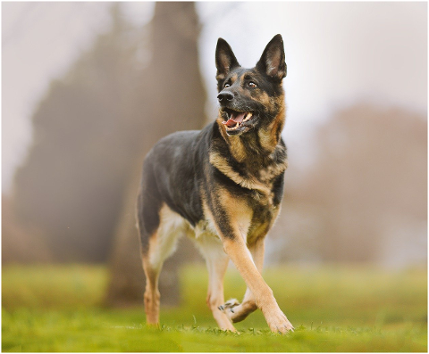 german-shepherd-dog-walking-play-6154884