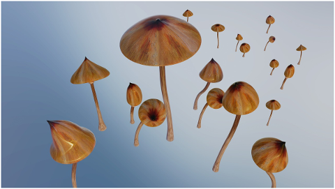 mushrooms-psychedelic-cubensis-4942467