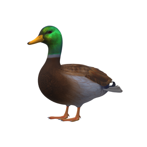 duck-icon-duck-icon-mallard-bird-5569004