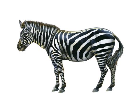 animal-zebra-horse-4623165
