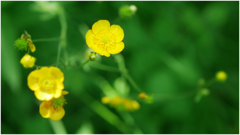 buttercup-wild-herbs-nature-plants-5208776