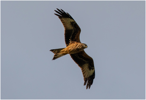 red-kite-in-flight-red-kite-raptor-4590381