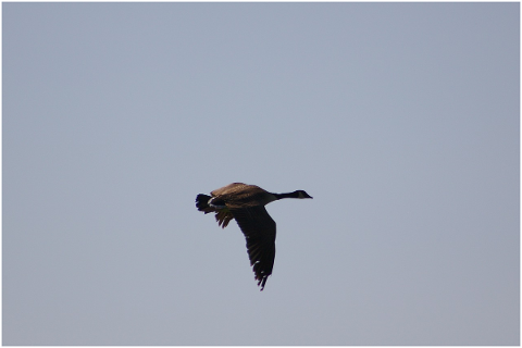 canada-goose-branta-canadensis-5141756