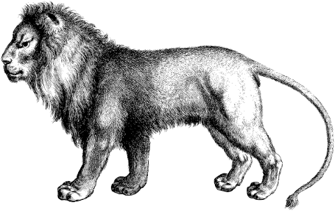 lion-animal-line-art-big-cat-4804081