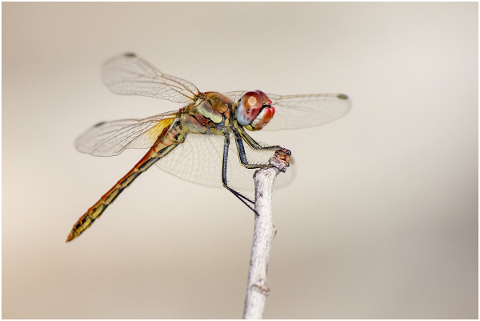 red-veined-dropwing-4837700