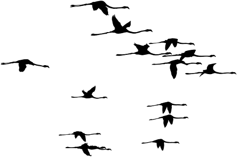 flamingos-birds-silhouette-flamingo-4206557