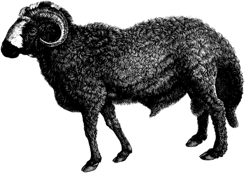 ram-sheep-line-art-animal-vintage-4592698