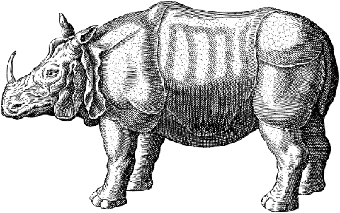 rhino-animal-line-art-rhinoceros-5782969