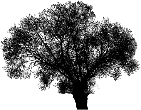 tree-branches-silhouette-landscape-4067548