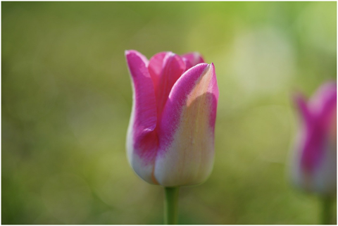 tulip-flower-blossom-bloom-spring-5079103