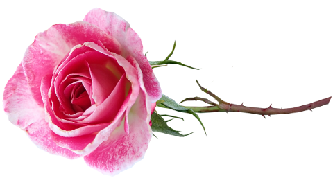 flower-pink-rose-stem-cut-out-4872354