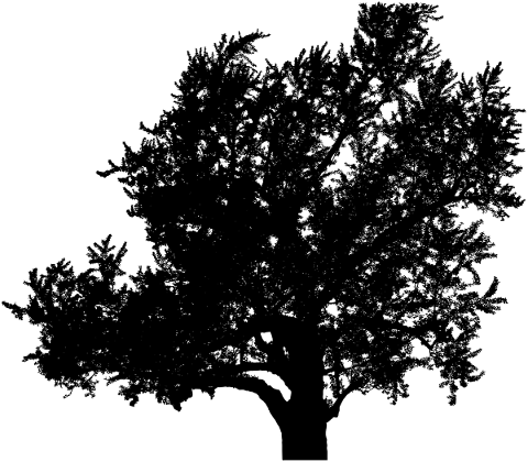 tree-landscape-silhouette-plant-5161253