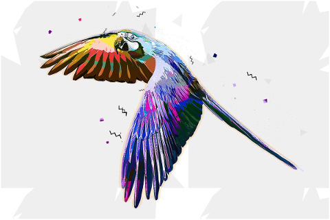 parrot-bird-beak-feathers-plumage-5539622