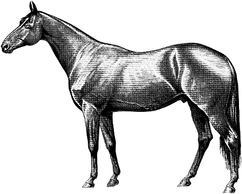 vintage-horse-line-art-equine-4310952